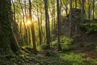 Atmospheric evening deciduous forest above the cliffs of the Ith, Lüerdissen Cliffs, Weser Hills,