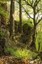Mighty beech trees grow on the cliffs of Ith in an idyllic deciduous forest, Weser Hills, Lower