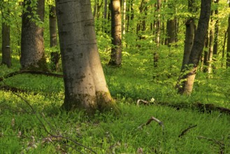 Idyllic green deciduous forest with grassy soil, Ith, Weser Hills, Lower Saxony, Germany