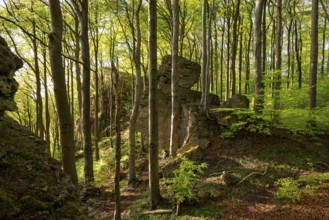 Idyllic deciduous forest surrounds the mighty cliffs of Ith, atmospheric scene in spring,
