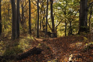 Idyllic deciduous forest above the cliffs of Ith, Saubrink-Oberberg Nature Reserve, Weser Hills,