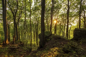 View from cliffs of the Ith into an atmospheric beech forest in the evening light,