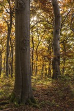 Trees in an idyllic autumn deciduous forest, Saubrink-Oberberg Nature Reserve, Weser Hills, Lower