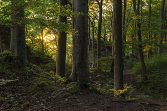 The mystical forest above the cliffs of Ith in the evening light, Lüerdissen Cliffs, Weser Hills,