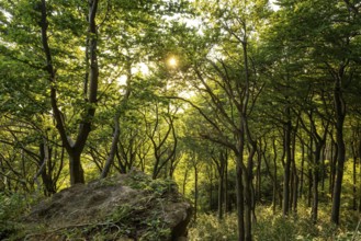 Rocky outcrop above an open green beech forest, Bessinger Cliffs, Ith, Saubrink-Oberberg Nature