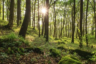 The sun shines through the trees of an idyllic beech forest in spring, Ith, Saubrink-Oberberg