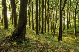 Light forest scene with lush green beech forest in spring, Ith, Saubrink-Oberberg Nature Reserve,