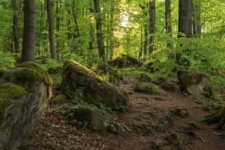 Moss-covered rocks along a hiking trail through an original deciduous forest, Ith-Hils-Weg, Ith,