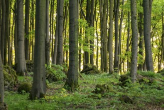 Idyllic open deciduous forest in atmospheric light, Ith, Saubrink-Oberberg Nature Reserve, Weser