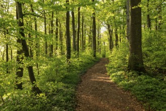 A picturesque hiking trail snakes through an idyllic deciduous forest in spring, Ith-Hils-Weg,