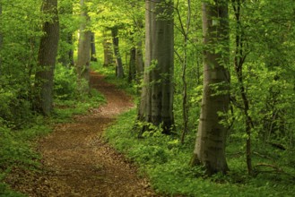 A winding hiking trail snakes through the tree trunks of an idyllic beech forest, Ith-Hils-Weg,