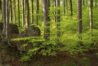 Lush green deciduous forest above the cliffs of the Ith in spring, Weser Hills, Lower Saxony,