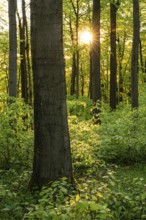The evening sun shines atmospherically through the trees of an idyllic beech forest in spring, Ith,
