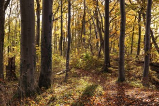 Autumnal deciduous forest above the cliffs of Ith, Saubrink-Oberberg Nature Reserve, Weser Hills,