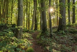 The sun shines through the trees of a beech forest on an inviting hiking trail, Ith-Hils-Weg, Ith,