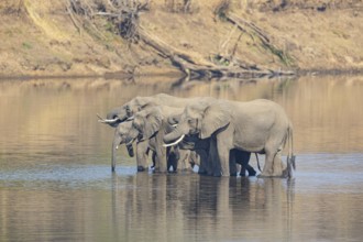 Family of the African elephant (Loxodonta africana) crossing the Luangwa River in Zambia