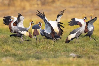 Crowned Crane (Balearica regulorum) Courtship behaviour Zambia
