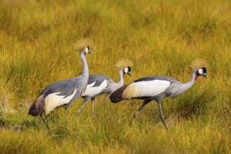 Crowned Crane (Balearica regulorum) Zambia