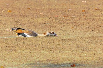 Egyptian goose (Alopochen aegyptiaca) Zambia