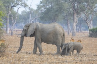 African elephant (Loxodonta africana) Zambia