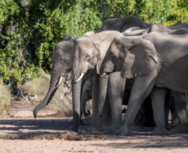 Herd of African elephants (Loxodonta africana), desert elephants, riverbed of the Ugab River,