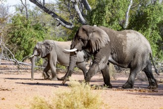 Two African elephants (Loxodonta africana), bull and female, desert elephant, in the riverbed of