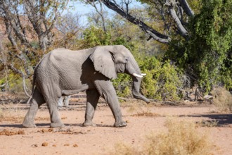 African elephant (Loxodonta africana), desert elephant, in the riverbed of the Ugab River,