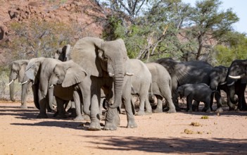 African elephants (Loxodonta africana), bull and herd, desert elephant, in the riverbed of the Ugab