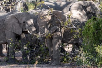 African elephants (Loxodonta africana) eating leaves on a tree, desert elephants, riverbed of the