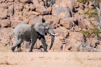 African elephant (Loxodonta africana), desert elephant, in the riverbed of the Ugab River, desert