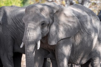 Single elephant in a herd of African elephants (Loxodonta africana), desert elephants, riverbed of