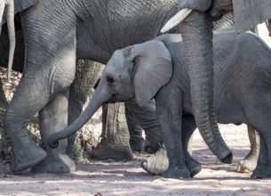 Juvenile between adult elephants, African elephant (Loxodonta africana), desert elephants, riverbed