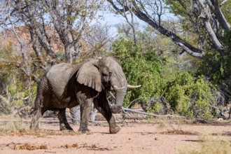 African elephant (Loxodonta africana), adult male, desert elephant, in the riverbed of the Ugab