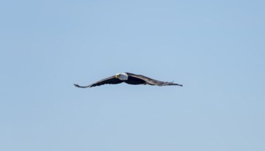 Bald eagle (Haliaeetus leucocephalus) in flight against a blue sky, Anchor Point, Alaska, USA