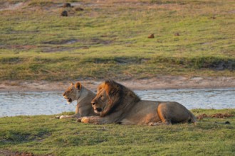 Maned lion and lioness, lion (Panthera leo), Ihaha, Chobe National Park, Botswana