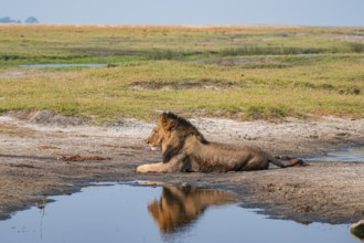 Maned lion, lion (Panthera leo), Ihaha, Chobe National Park, Botswana