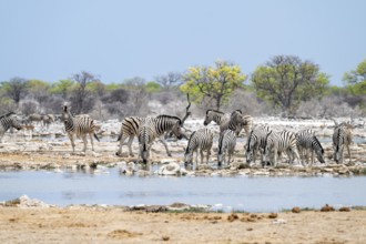 Herd of plains zebra (Equus quagga) at a waterhole, Etosha National Park, Namibia