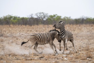 Two plains zebras (Equus quagga) fighting, Etosha National Park, Namibia