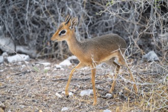 Damara dik-dik or kirk dik-dik (Madoqua kirkii), adult animal in the undergrowth, Etosha National