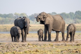 Herd of African elephants (Loxodonta africana), Ihaha, Chobe National Park, Botswana
