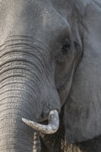 Animal portrait, African elephant (Loxodonta africana), Ihaha, Chobe National Park, Botswana