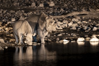 Night photograph, black rhino (Diceros bicornis) with young, Okaukuejo waterhole, Etosha National