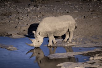 Night shot, black rhino (Diceros bicornis), Okaukuejo waterhole, Etosha National Park, Namibia