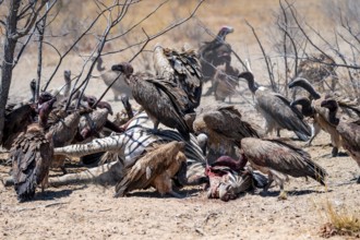 Many white-backed vultures (Gyps africanus), vultures feeding on carcasses, Etosha National Park,