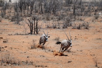 Two gemsbok (Oryx gazella) running, Etosha National Park, Namibia