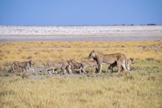 Lioness (Panthera leo) with cubs, Etosha National Park, Namibia