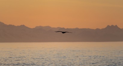 Bald eagle (Haliaeetus leucocephalus) flying in front of mountain silhouettes of the Aleutian