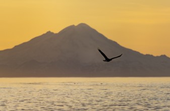 Bald eagle (Haliaeetus leucocephalus) flying in front of mountain silhouettes of the Aleutian chain
