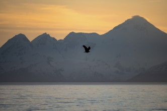 Bald eagle (Haliaeetus leucocephalus) flying in front of mountain silhouettes of the Aleutian chain