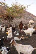 Himba woman milking a goat, traditional Himba village, Kaokoveld, Kunene, Namibia